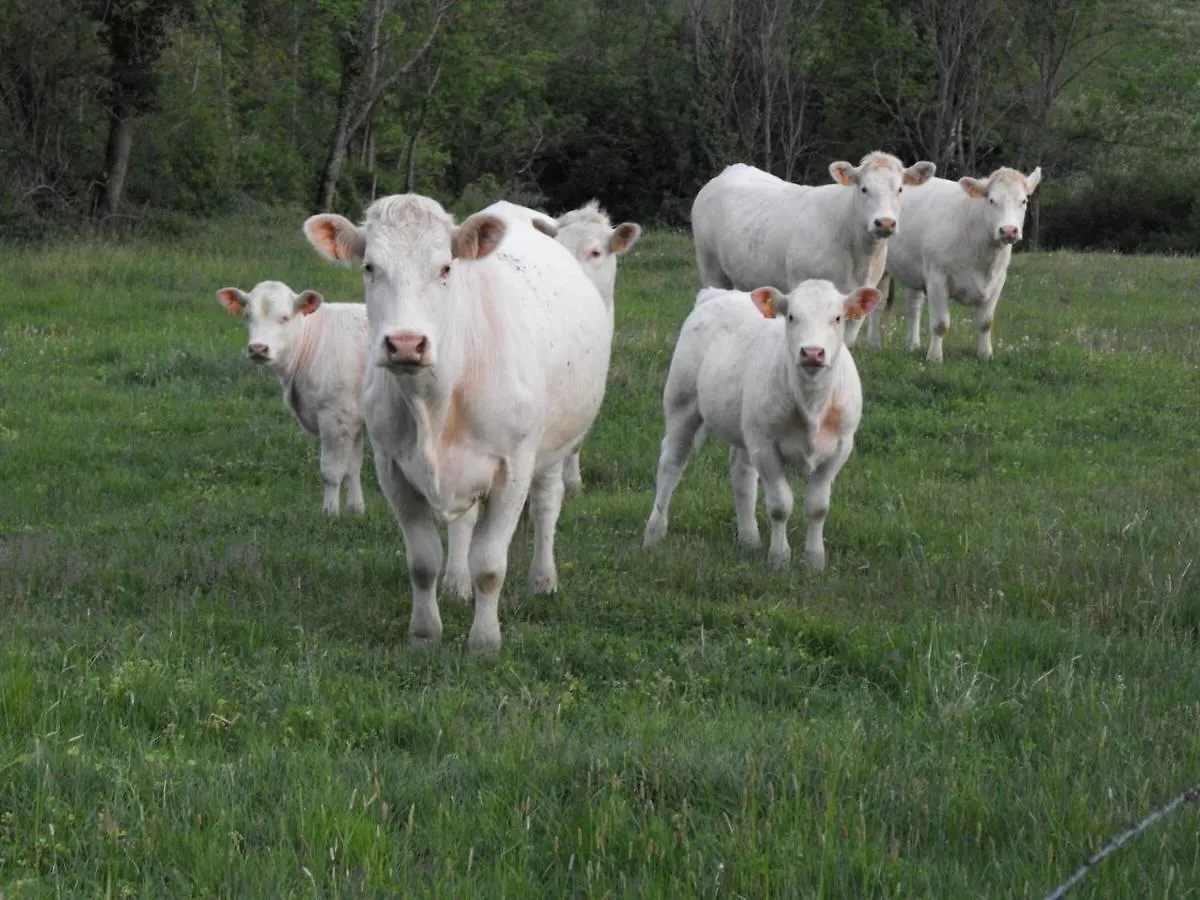 Gite Spacieux Avec Cheminee Et Wifi - Animaux Admis - Fr-1-496-87 Saint-Paul-de-Vezelin 0*,